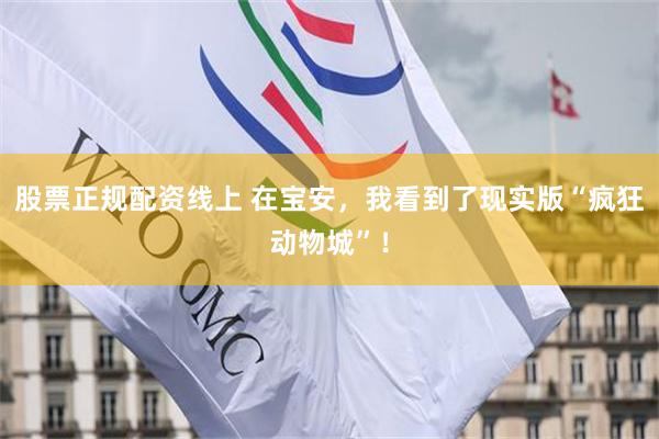 股票正规配资线上 在宝安，我看到了现实版“疯狂动物城”！