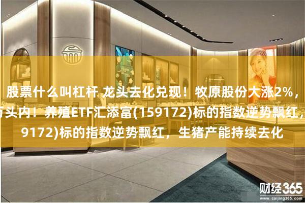 股票什么叫杠杆 龙头去化兑现!牧原股份大涨2%,能繁母猪降至300万头内!养殖ETF汇添富(159172)标的指数逆势飘红,生猪产能持续去化